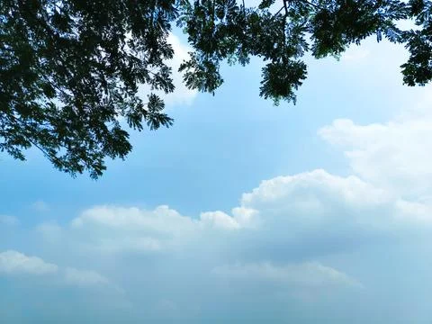 Blue sky with clouds floating among the lush foliage. Blue sky background Stock Photos