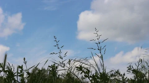 Blue sky clouds flying insects moving grass in the wind Video Stock Footage 111335877