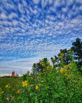 Blue sky with clouds fragment of forest and a field of blue flowers with a strip Stock Photos
