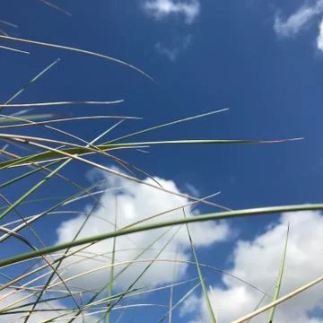 Blue Sky Clouds Grasses Stock Photos
