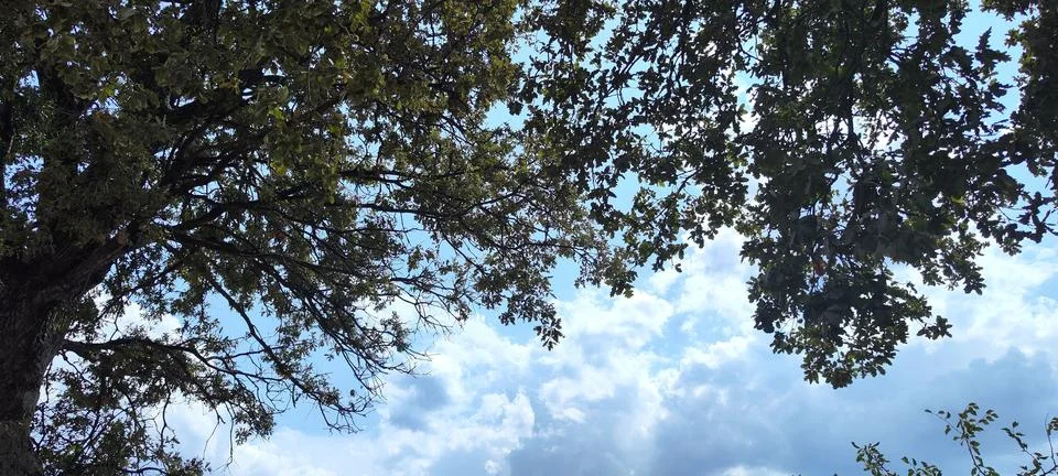Blue sky, clouds. image of tree and branches. Stockfoto's