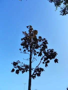 Blue sky, clouds. image of tree and branches. Stockfoto's