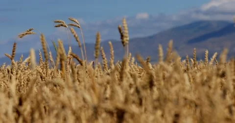 Blue sky, clouds, mountains, and golden field Stock Footage 149998070