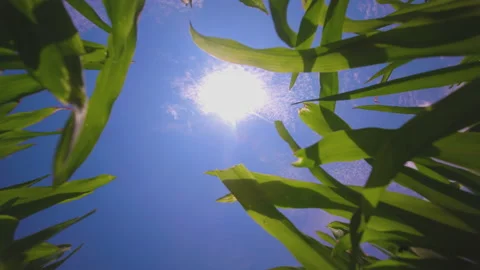 Blue sky with clouds moving and sun shines Stock Footage 155215524