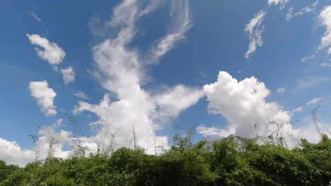 Blue sky with clouds moving over bamboo forest Stock Footage 155215636