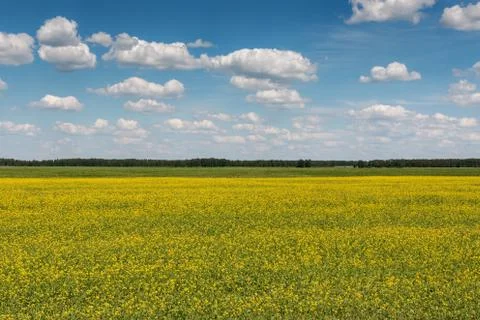 Blue sky with clouds over a field covered with yellow flowers Stock Photos