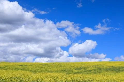 Blue sky with clouds over the spring flowers. Stock Photos
