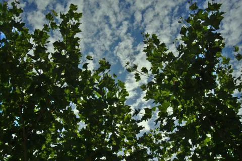 Blue sky with clouds over trees Stock Photos