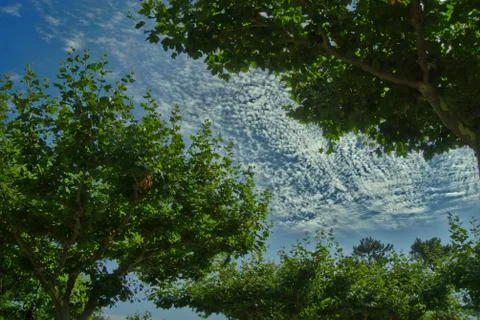 Blue sky with clouds over trees Stock Photos