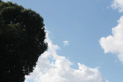 Blue sky clouds tree green Stock Photos