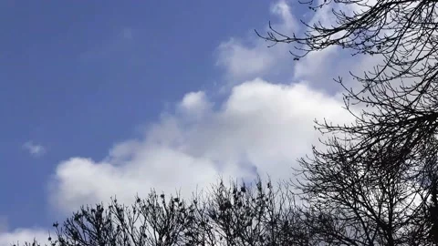Blue sky with clouds, winter tree, timelapse Stock Footage 188507413