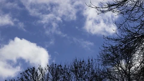 Blue sky with clouds, winter tree, timelapse Stock Footage 194537881