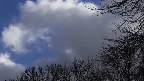 Blue sky with clouds, winter tree, timelapse Stock Footage 201614199