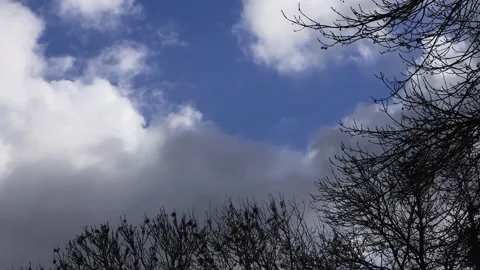 Blue sky with clouds, winter tree, timelapse Stock Footage 201614363