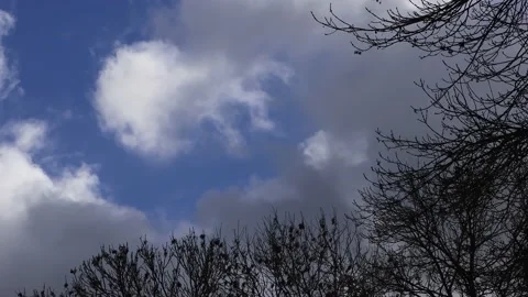 Blue sky with clouds, winter tree, timelapse Stock Footage 201641565
