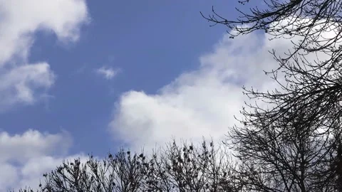 Blue sky with clouds, winter tree, timelapse Stock Footage 214757454
