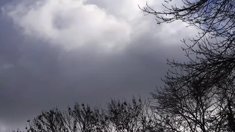 Blue sky with clouds, winter tree, timelapse Stock Footage 261989747