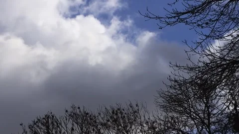 Blue sky with clouds, winter tree, timelapse Stock Footage 262022586