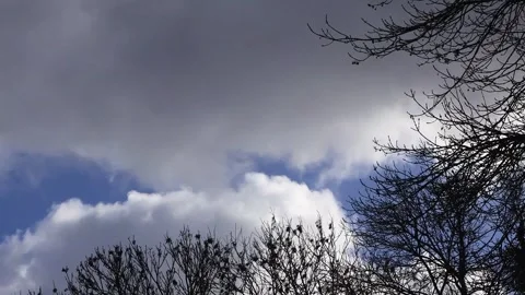 Blue sky with clouds, winter tree, timelapse Stock Footage 290524395