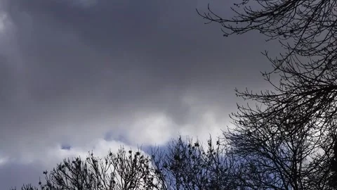 Blue sky with clouds, winter tree, timelapse Stock Footage 290524566
