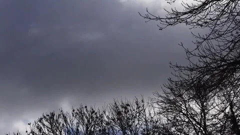 Blue sky with clouds, winter tree, timelapse Stock Footage 290772006