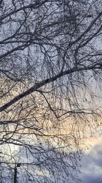 Blue sky with clouds, winter weather. Clouds on the background of trees. Фото