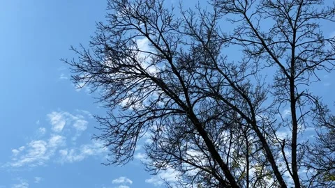 Blue Sky Cloudscape with Trees Stock Footage 230020069