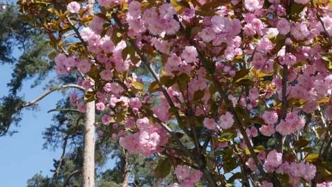 The blue sky, conifers on the background of which blossomed pink cherry blossoms Vídeos de archivo 240638587