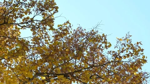 Blue sky in contrast with yellow fall leaves Stock Footage 112389352