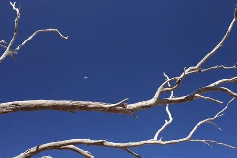 Blue sky, dead tree and the moon Stock Photos
