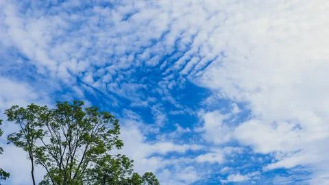 Blue Sky with Dramatic Altocumulus Clouds Above Green Tree Canopy Stock Photos