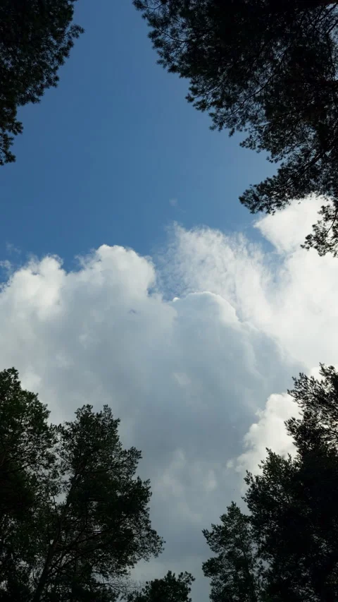 Blue sky with dramatic clouds framed by tall pine trees from low angle forest Stock Footage 345766833