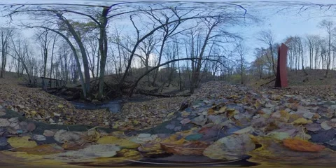 Blue Sky, Fall Leaves on The Ground, Deciduous Forest, Low Angle, 360 VR Stock Footage 149984412