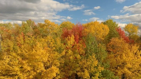 Blue sky with a few clouds and amazing yellow and orange trees Stock Footage 119181962