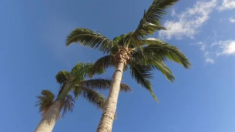 Blue sky with Florida palms and wispy clouds Stock Footage 85580396