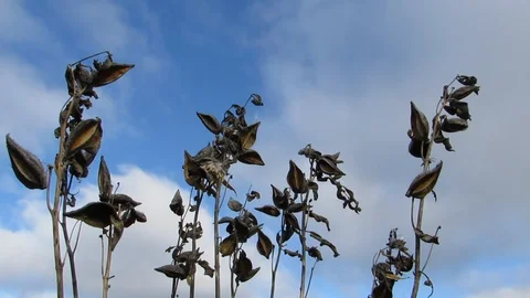 Blue sky flowers wind Stock Footage 128108600