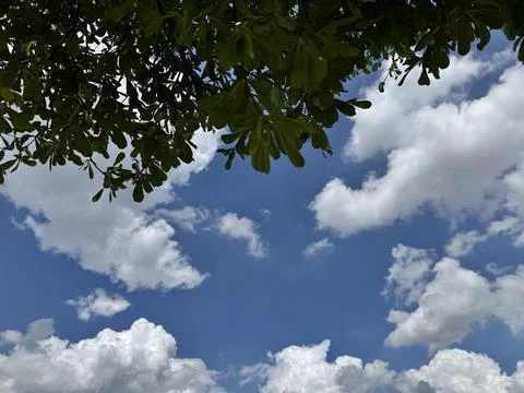 Blue sky with fluffy white clouds framed by green tree leaves on a sunny day. Stock Photos