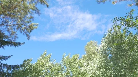 Blue sky Stock Footage 81014551