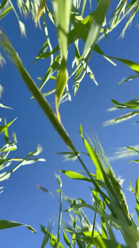 Blue sky Stock Footage 338261462