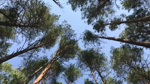 Blue Sky in the Forest Stock Footage 139622743