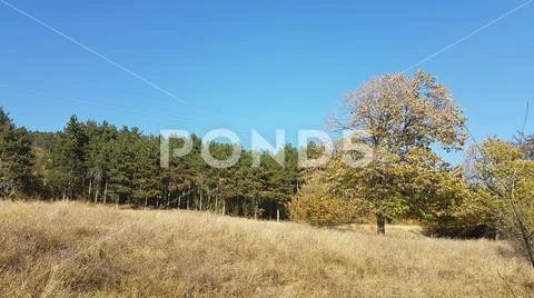 Blue sky, forest, pasture land and tree in central Bulgaria Stock Photos