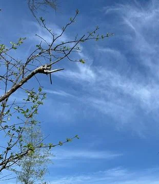 Blue sky in the forest Photos