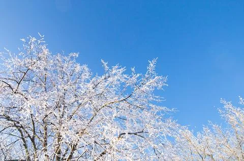 Blue sky, forest tree branch top in snow. Wonderful fairytale Christmas New Year Stock Photos