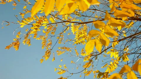 Blue sky in the forrest Stock Footage 41437201