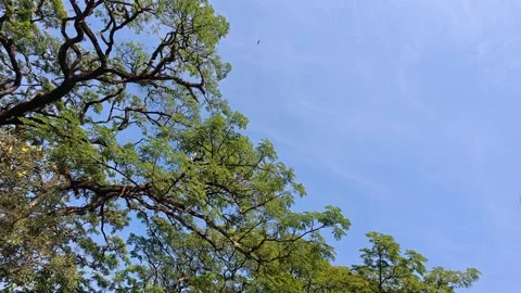 Blue sky framed by fresh green treetops and branches Stock Footage 342574651
