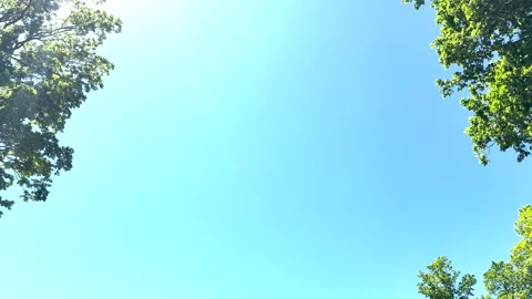 Blue Sky Framed by Green Forest Trees in Spring Stock Footage 336509971