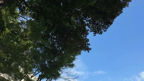 Blue sky framed by green tree branches and leafy foliage with copy space Video stock 342343754