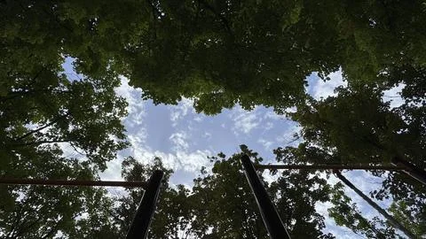 Blue Sky Framed by Green Tree Branches in a Forest Stockfoto's