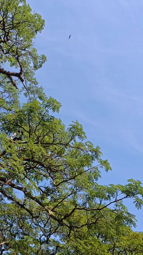 Blue sky framed by leafy green treetops in Yogyakarta Stock Footage 342577293