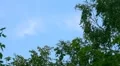 Blue sky framed by the trees for a backdrop HD Footage